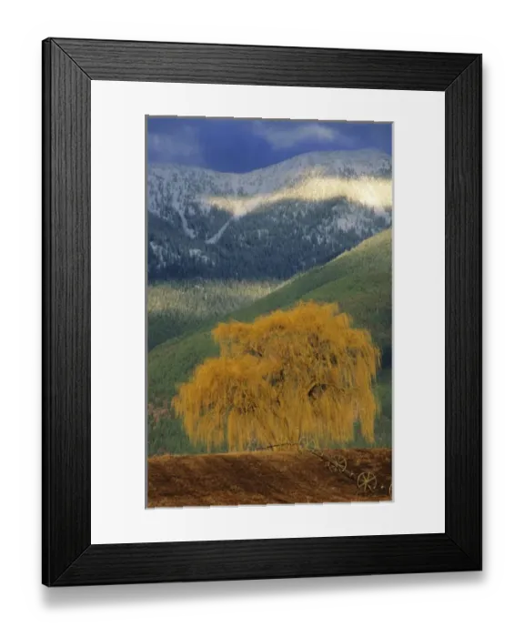 Framed Print : Willow tree in farm field with Swan Mountains in the Flathead Valley of Montana Framed Print : Willow tree in farm field with Swan Mountains in the Flathead Valley of Montana