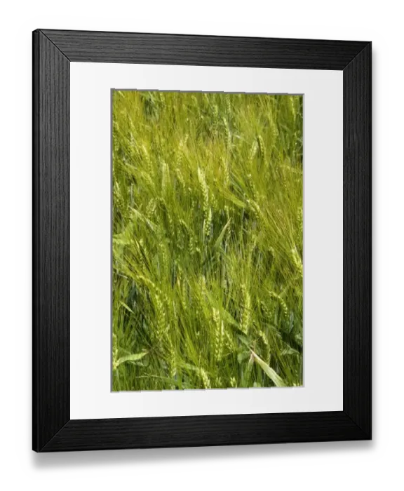 Framed Print : USA, North America, Idaho