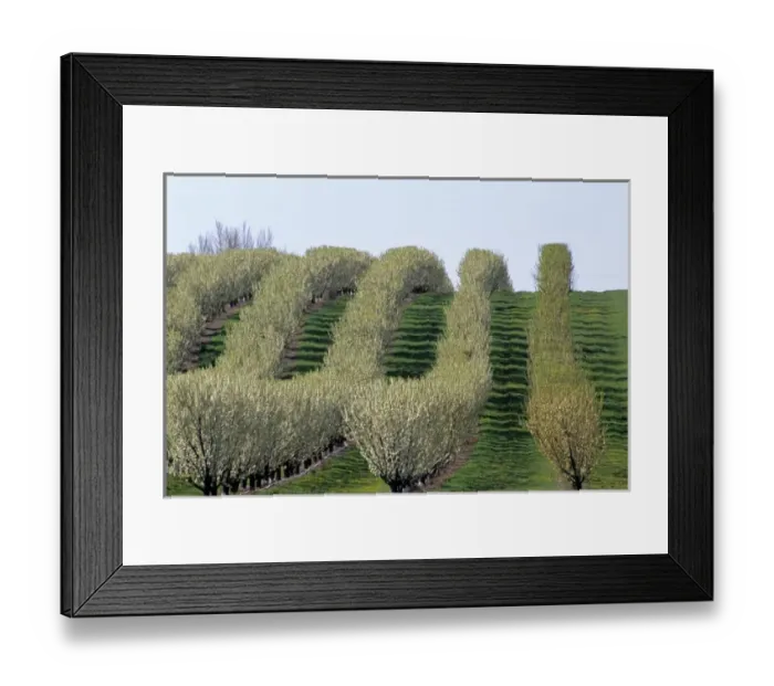 Framed Print : A pear tree orchard in Fruitland, Idaho Framed Print : A pear tree orchard in Fruitland, Idaho