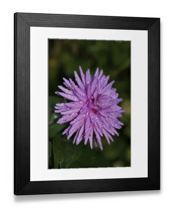 Framed Print : USA, Massachusetts, Shelburne Falls. A flower on Shelburnes Bridge of Flowers Framed Print : USA, Massachusetts, Shelburne Falls. A flower on Shelburnes Bridge of Flowers
