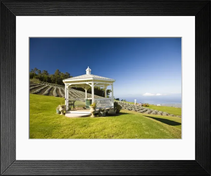 Framed Print : Lavender Farm, Maui, Hawaii, USA