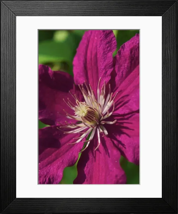 Framed Print : USA; Massachusetts; Reading; Clematis close-up