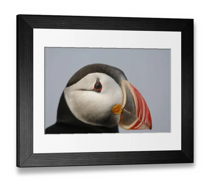 Framed Print : Atlantic Puffins, Machias Seal Island, Maine, United States of America Framed Print : Atlantic Puffins, Machias Seal Island, Maine, United States of America