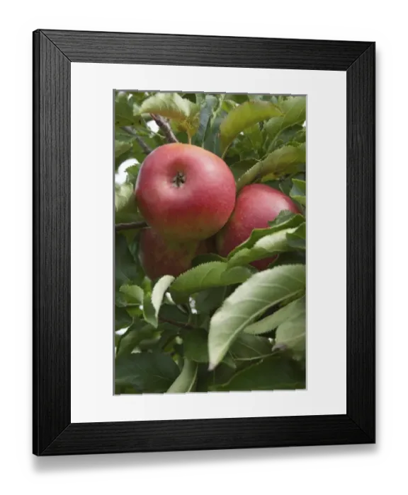 Framed Print : USA, New England, Massachusetts, Natick, Lookout Farm, Jonagold apples Framed Print : USA, New England, Massachusetts, Natick, Lookout Farm, Jonagold apples