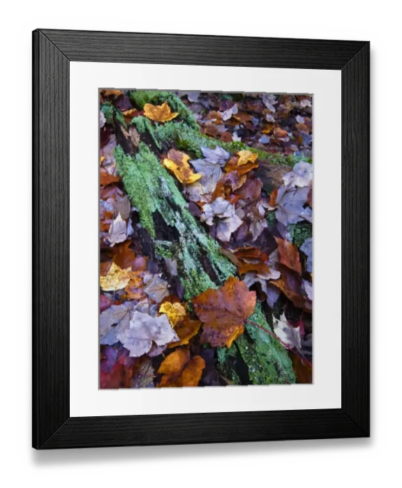 Framed Print : Fallen leaves and lichen log, Acadia National Park, Maine Framed Print : Fallen leaves and lichen log, Acadia National Park, Maine