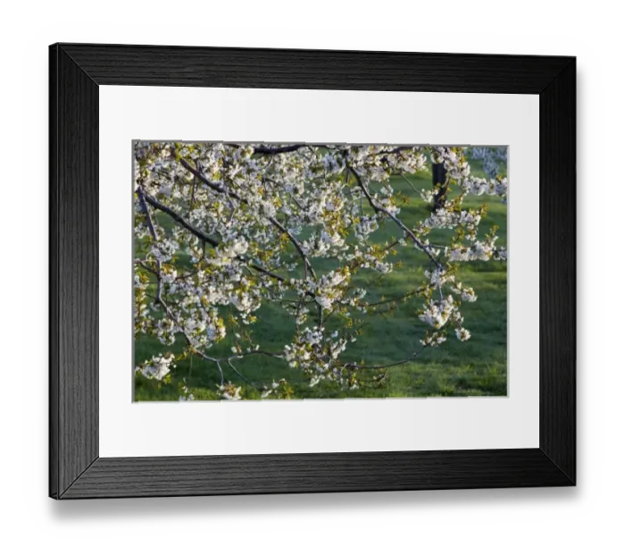 Framed Print : USA, North America, Montana