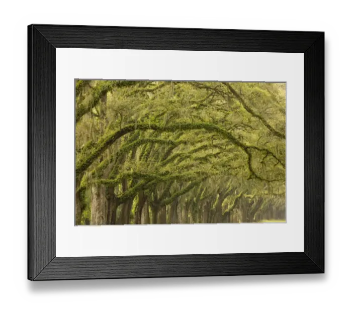 Framed Print : USA, North America, Georgia Framed Print : USA, North America, Georgia