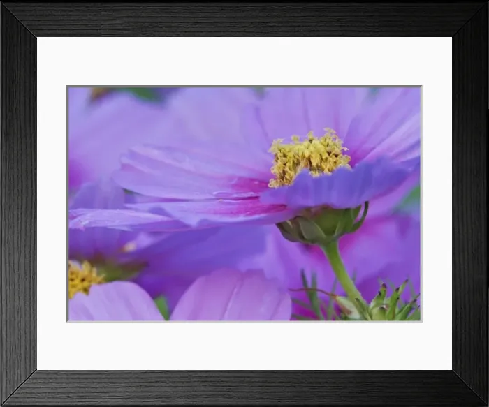 Framed Print : Close-up of Cosmos flowers, Cosmos bipinnatus, Maine Framed Print : Close-up of Cosmos flowers, Cosmos bipinnatus, Maine