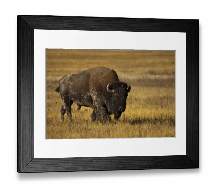 Framed Print : North America, USA, Montana, Yellowstone NP, Bison Framed Print : North America, USA, Montana, Yellowstone NP, Bison