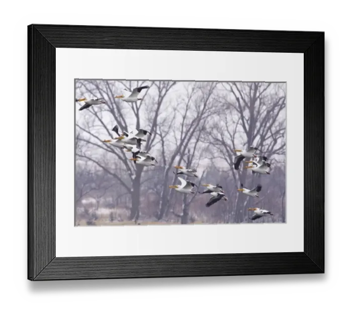Framed Print : White pelicans in flight at Calamus Reservoir in Loup County, Nebraska, USA