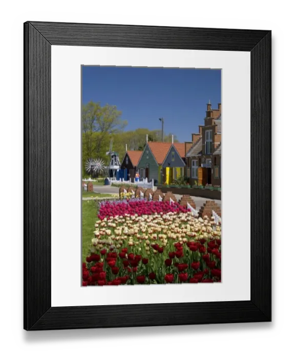 Framed Print : Windmill Island park with tulips in bloom at Holland, Michigan Framed Print : Windmill Island park with tulips in bloom at Holland, Michigan