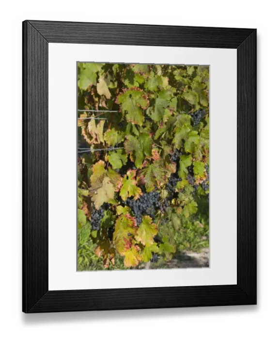 Framed Print : USA, North America, Michigan Framed Print : USA, North America, Michigan