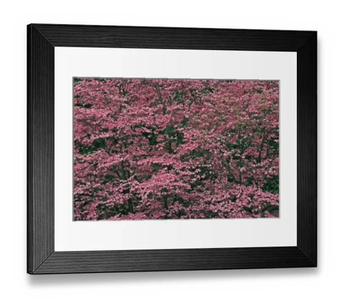 Framed Print : Huge hybrid pink dogwood tree in full bloom, Louisville, Kentucky