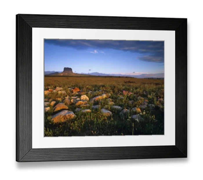 Framed Print : Scattered moraine and prairie wildflowers with Chief Mountain in Glacier National