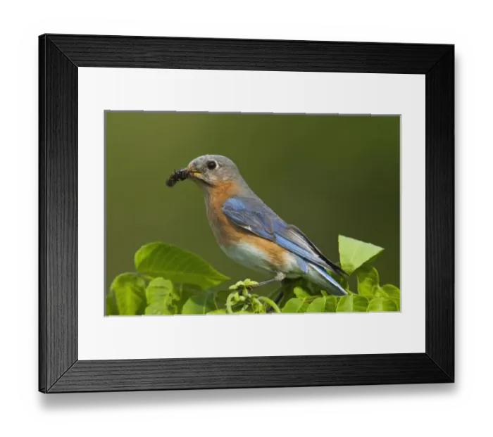 Framed Print : USA, North America, Kentucky