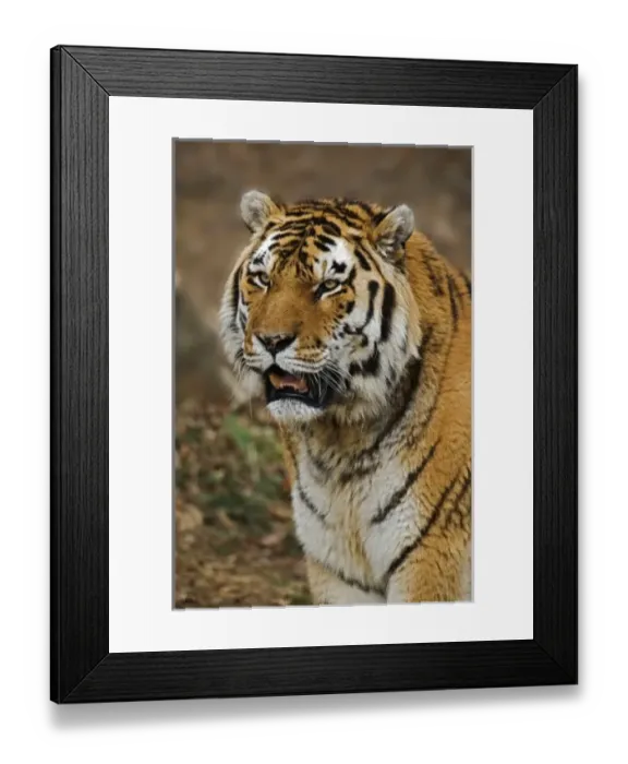 Framed Print : Bengal Tiger, Panthera tigris, Louisville Zoo, Louisville, Kentucky Framed Print : Bengal Tiger, Panthera tigris, Louisville Zoo, Louisville, Kentucky