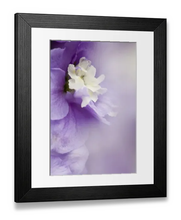 Framed Print : USA, Georgia, Pine Mountain. a closeup of a delphinium blossom