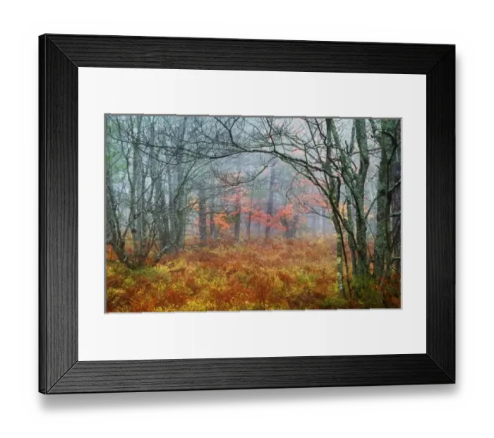 Framed Print : USA, Michigan, Upper Peninsula. Fall foliage in fog Framed Print : USA, Michigan, Upper Peninsula. Fall foliage in fog