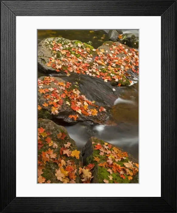 Framed Print : Red maple leaves carpet the rocks in the Little Carp River in Porcupine Mountains Framed Print : Red maple leaves carpet the rocks in the Little Carp River in Porcupine Mountains