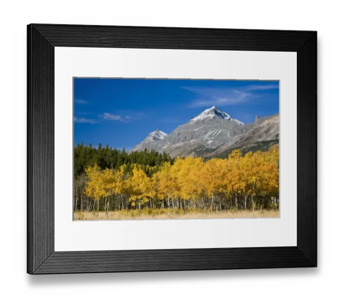 Framed Print : Summit and Little Dog Mountains above peak fall aspen stand near Marias Pass in Glacier