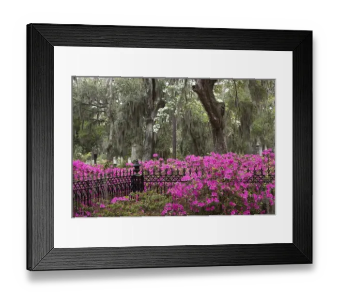 Framed Print : USA, Georgia, Savannah, Spring at Historic Bonaventure Cemetery Framed Print : USA, Georgia, Savannah, Spring at Historic Bonaventure Cemetery