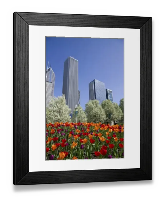 Framed Print : Tulips in bloom at Millennium Park in Chicago, Illinois, USA