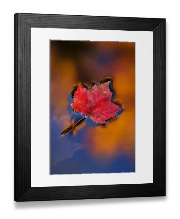 Framed Print : USA, New Hampshire, White Mountains, Maple Leaf in Fall Reflections