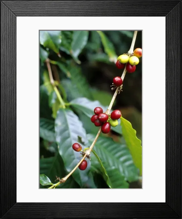 Framed Print : Coffee beans on the plant on the island of Kauai, Hawaii