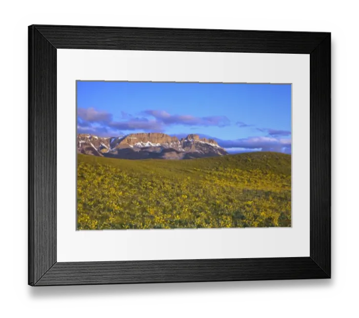 Framed Print : Arrowleaf balsamroot wildflowers and Sawtooth Ridge at first light at Sun River WMA near Augusta Framed Print : Arrowleaf balsamroot wildflowers and Sawtooth Ridge at first light at Sun River WMA near Augusta