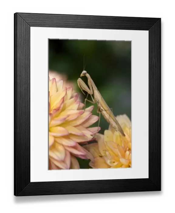 Framed Print : USA, North America, Idaho Framed Print : USA, North America, Idaho