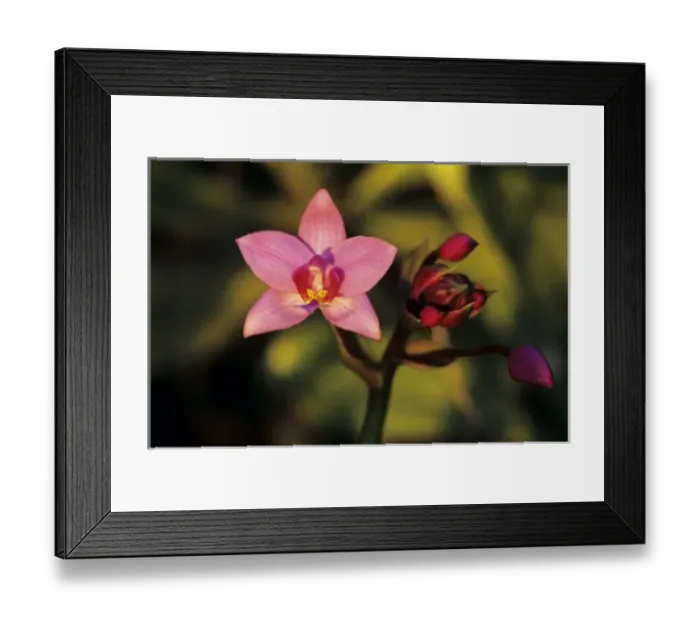 Framed Print : Orchid, blooming, Kauai, Hawaii, USA