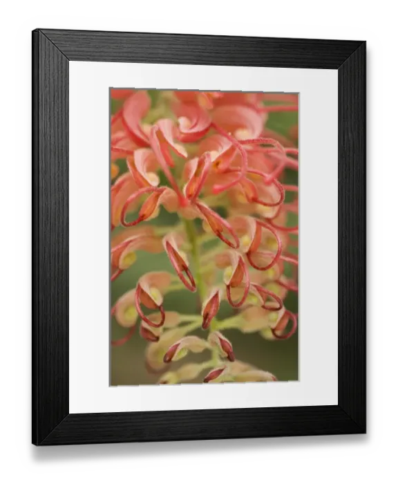 Framed Print : USA; Georgia; Savannah. Abstract of a flower at Callaway Gardens Framed Print : USA; Georgia; Savannah. Abstract of a flower at Callaway Gardens