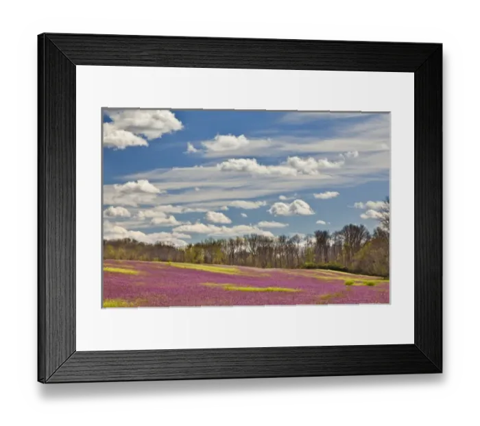 Framed Print : Large field of Henbit flowers in full bloom, Kentucky Framed Print : Large field of Henbit flowers in full bloom, Kentucky