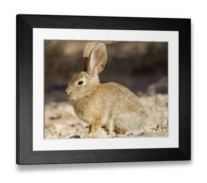 Framed Print : USA, North America, Nevada Framed Print : USA, North America, Nevada