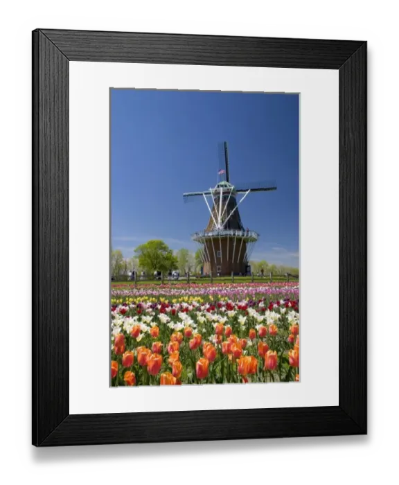 Framed Print : Windmill Island park with tulips in bloom at Holland, Michigan