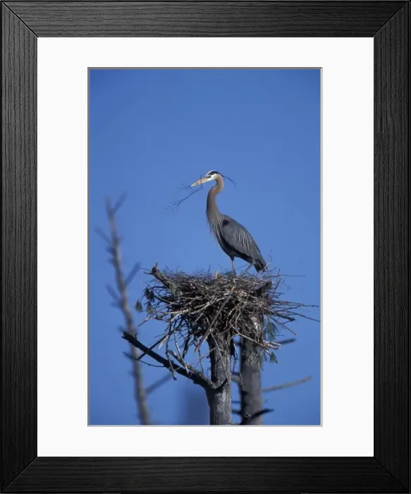 Framed Print : Durham, NH. A Great Blue Heron, Ardea herodias, in a rookery on the Nature Conservancy s Framed Print : Durham, NH. A Great Blue Heron, Ardea herodias, in a rookery on the Nature Conservancy s
