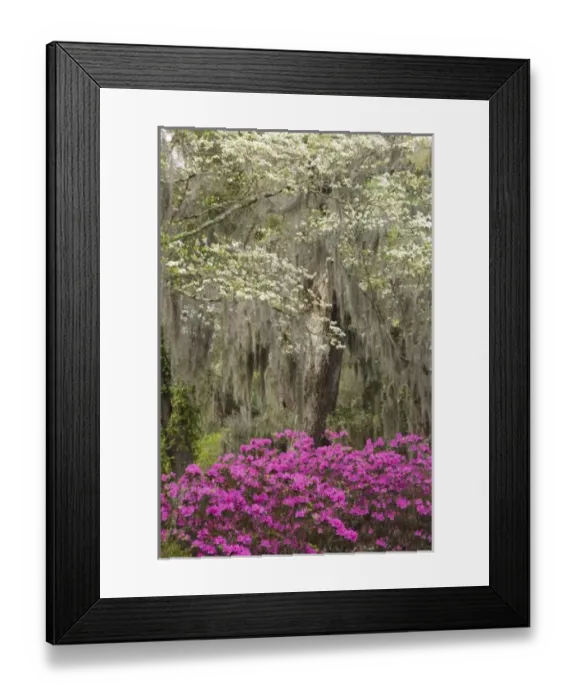 Framed Print : USA, North America, Georgia