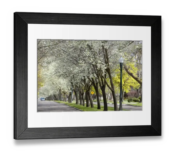 Framed Print : Harrison Boulevard lined with pear trees in bloom in Boise, Idaho Framed Print : Harrison Boulevard lined with pear trees in bloom in Boise, Idaho