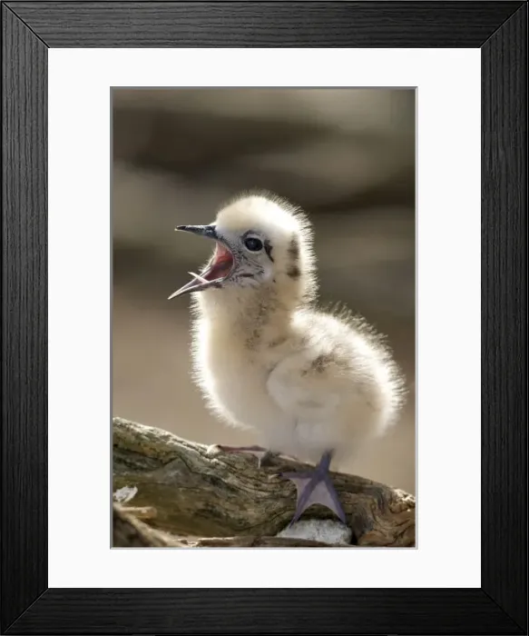 Framed Print : USA, North America, Hawaii