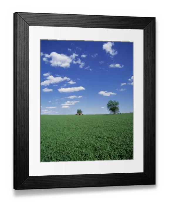 Framed Print : USA, Kentucky, Guthrie. A field of bluegrass envelopes an old wooden barn below a Framed Print : USA, Kentucky, Guthrie. A field of bluegrass envelopes an old wooden barn below a
