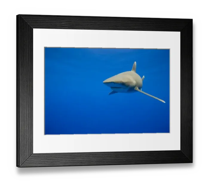 Framed Print : USA, Hawaii, Big Island, Underwater view of Oceanic White Tip Shark (Carcharhinus Framed Print : USA, Hawaii, Big Island, Underwater view of Oceanic White Tip Shark (Carcharhinus