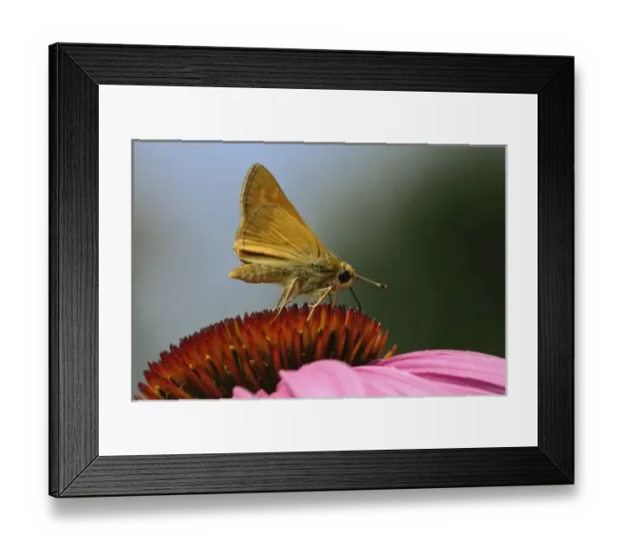 Framed Print : Long Dash Skipper, Polites mystic, Kentucky Framed Print : Long Dash Skipper, Polites mystic, Kentucky