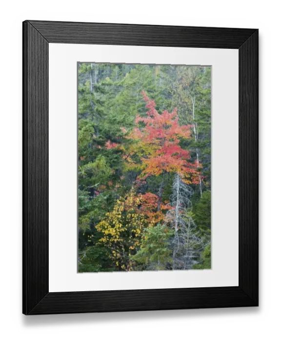 Framed Print : USA, North America, Maine Framed Print : USA, North America, Maine