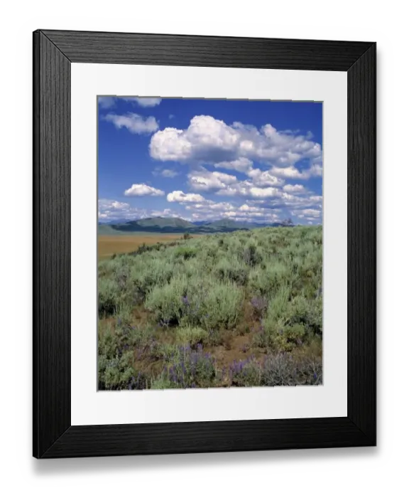 Framed Print : USA, Idaho, Camas Co. Sagebrush and lupine fill the prairie of the Great Basin area in Camas Co Framed Print : USA, Idaho, Camas Co. Sagebrush and lupine fill the prairie of the Great Basin area in Camas Co