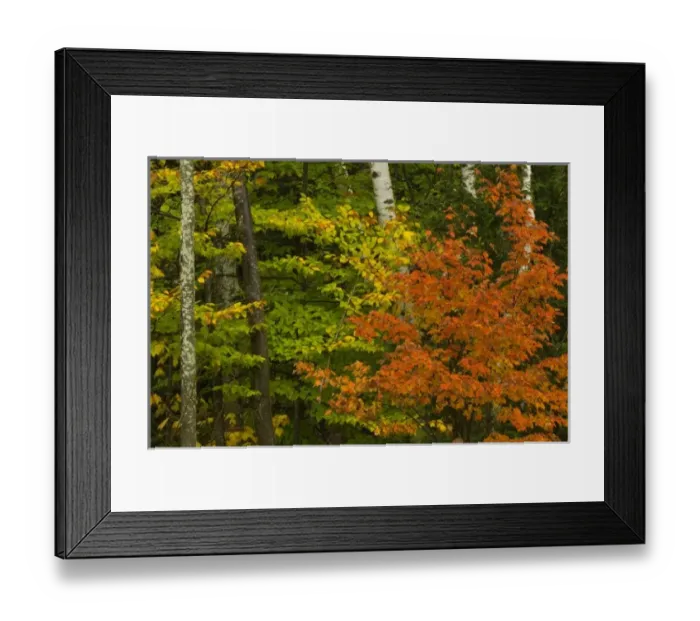 Framed Print : USA, New Hampshire, Harts Location, White Mountain National Forest, birch trees with Framed Print : USA, New Hampshire, Harts Location, White Mountain National Forest, birch trees with