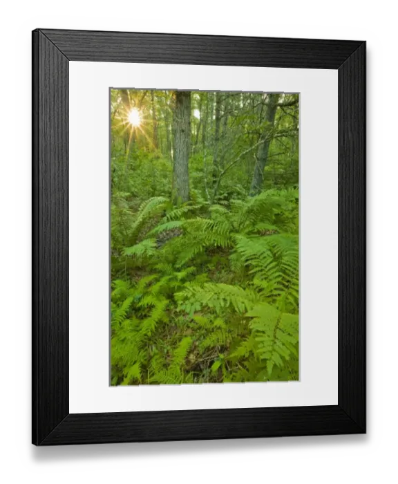 Framed Print : Sun filters through the trees in a forest adjacent to the Taunton River in Bridgewater