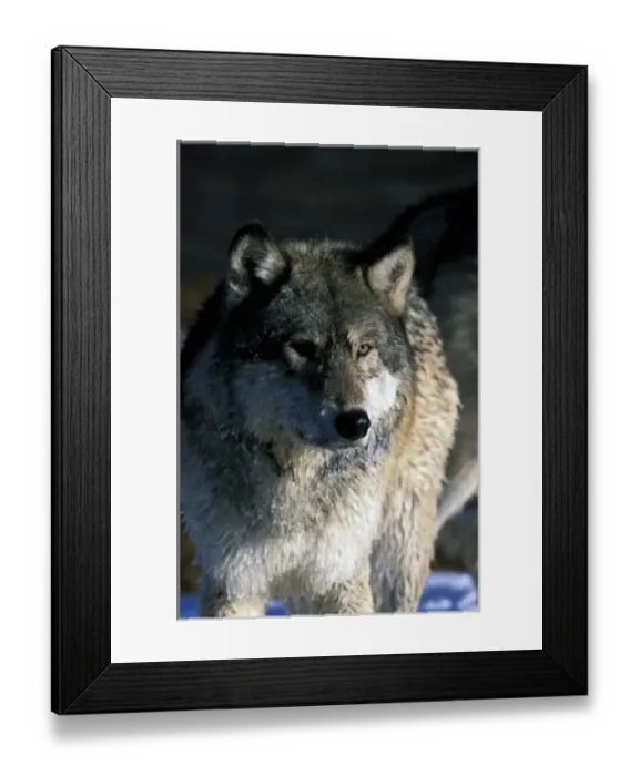 Framed Print : North America, USA, Minnesota. Wolf (Canis lupus)
