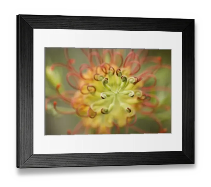 Framed Print : USA, North America, Georgia Framed Print : USA, North America, Georgia