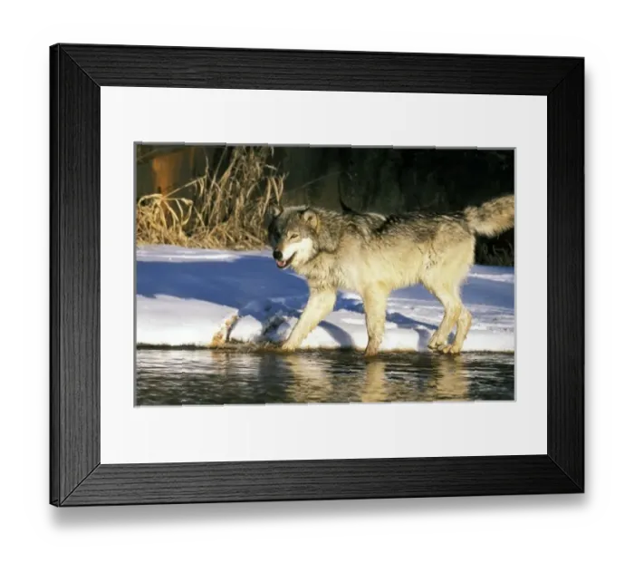 Framed Print : North America, USA, Minnesota. Wolf (Canis lupus)