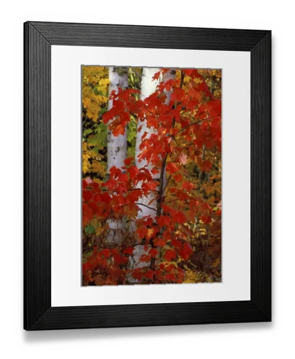 Framed Print : USA, Michigan, Upper Peninsula, White paper birch tree trunks surrounded by maple